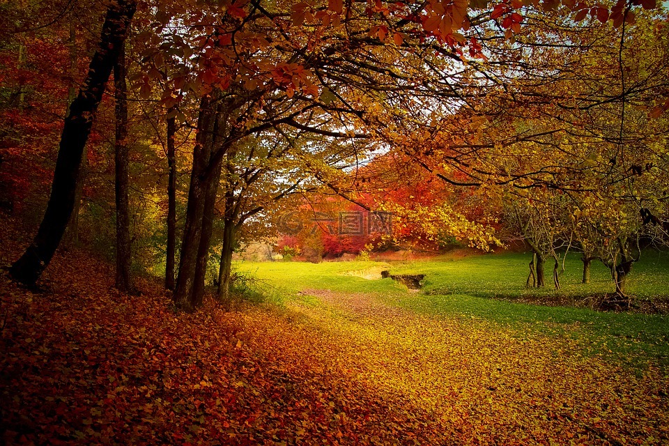 秋,森林,伍兹