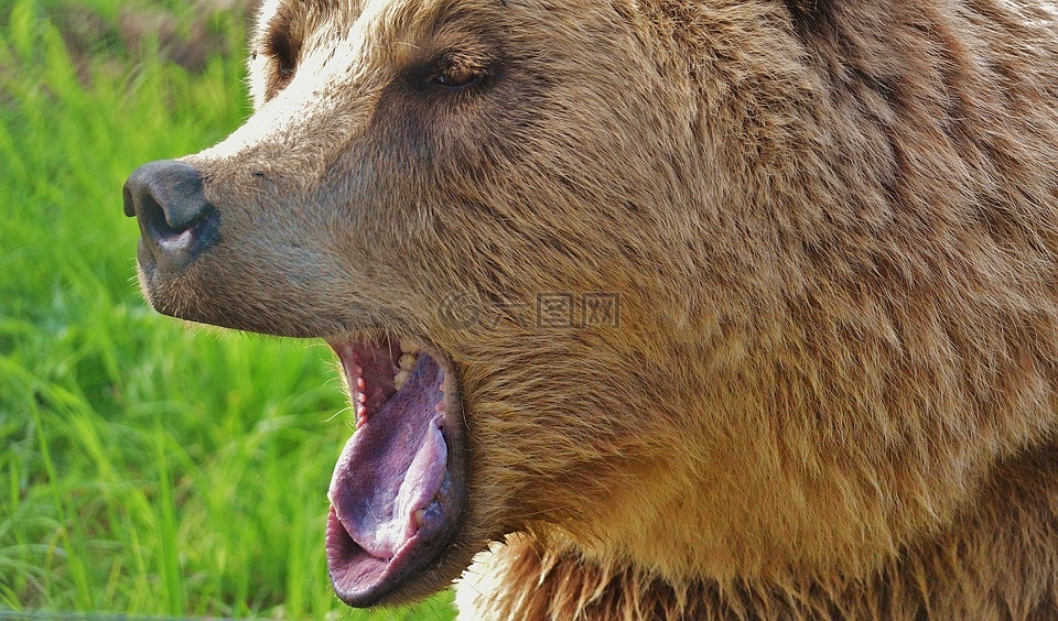 欧洲棕熊,野生动物,熊