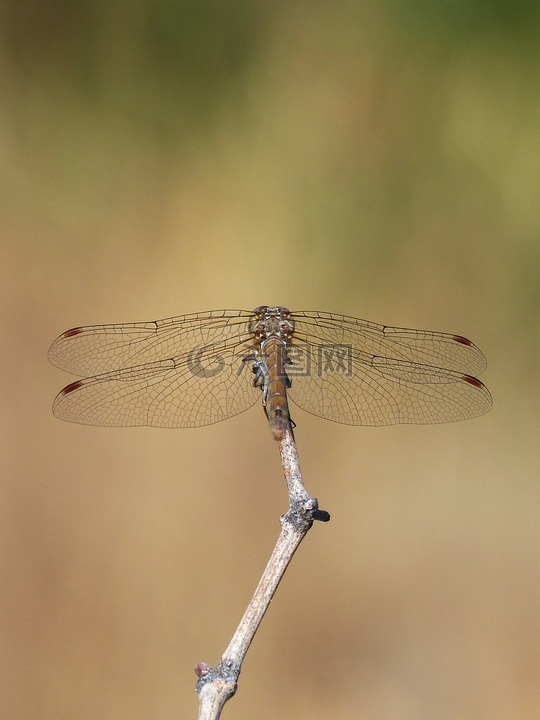 蜻蜓,分支机构,赤蜻属striolatum