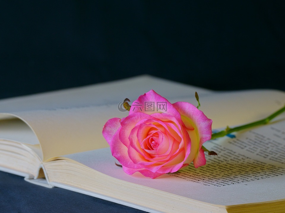 花,玫瑰,书