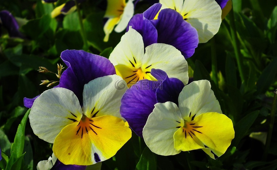 すべての花の画像 綺麗な茜花