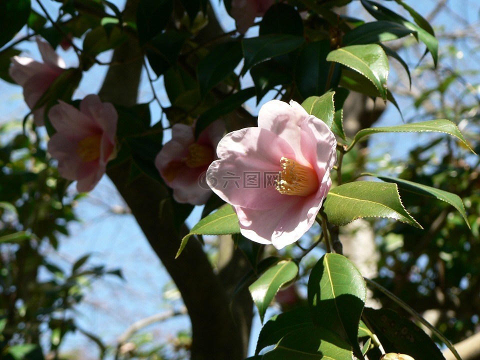 花卉,树,粉色