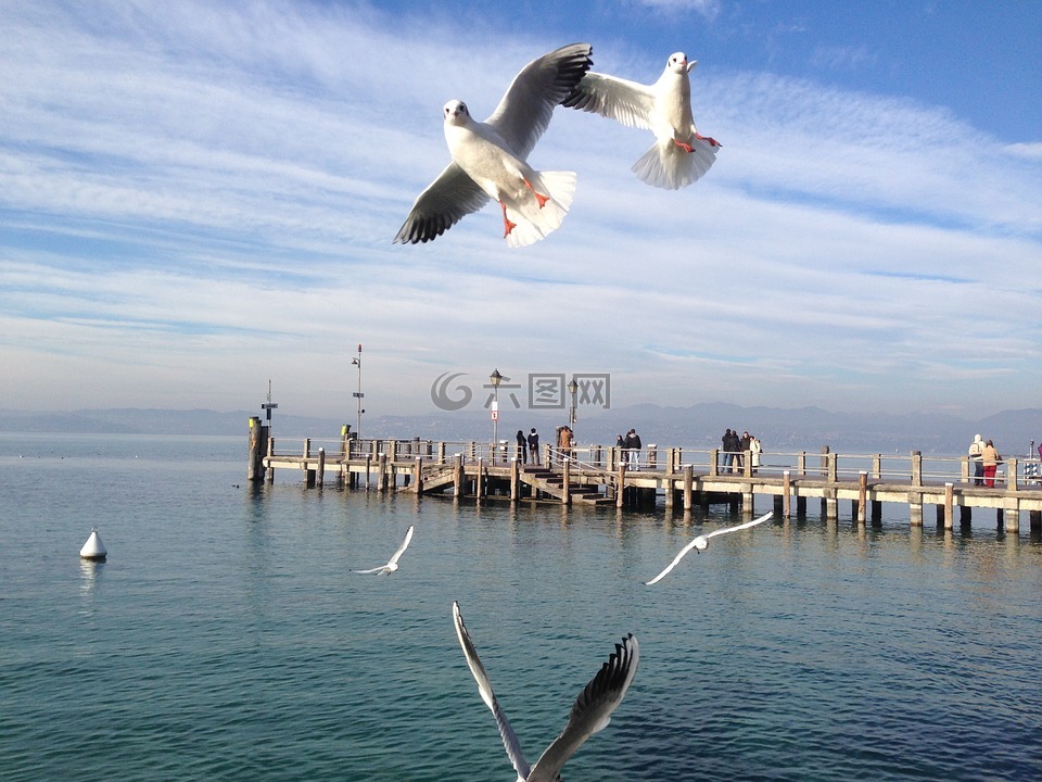 海鸥,湖,加尔达