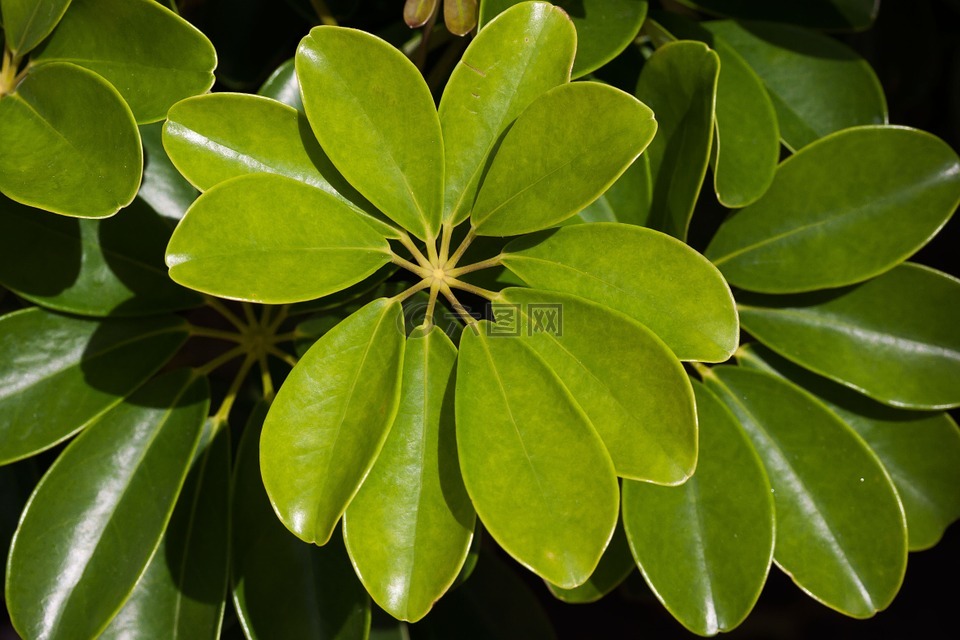 鹅掌heptaphylla,厂,叶子