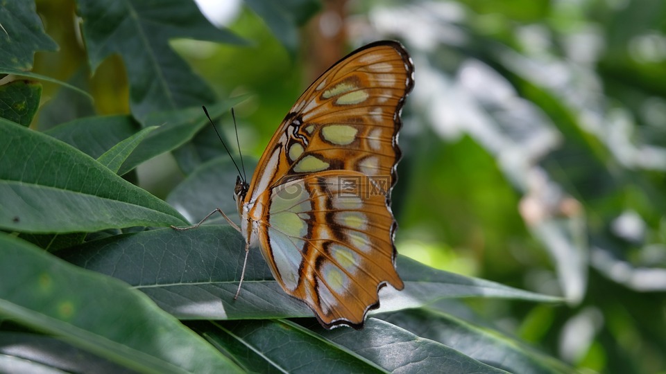 蝴蝶,圣所,尼加拉瓜