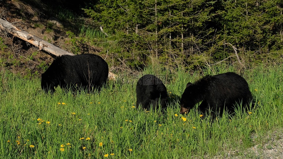 黑熊,加拿大,落基山