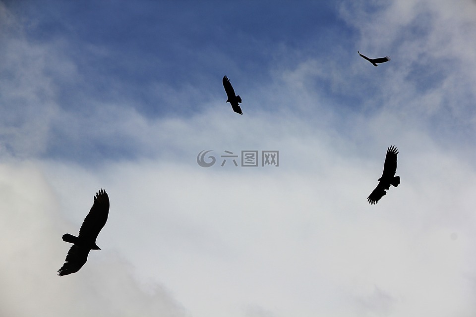 兀鹫,天空,飞
