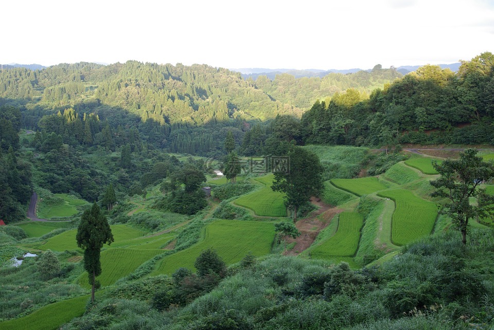 水稻梯田,日本,绿色