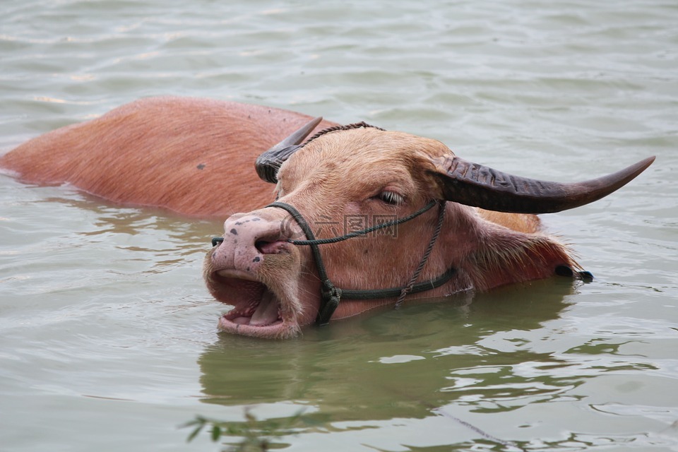 牛,牛群在河里洗澡,牛享受生活