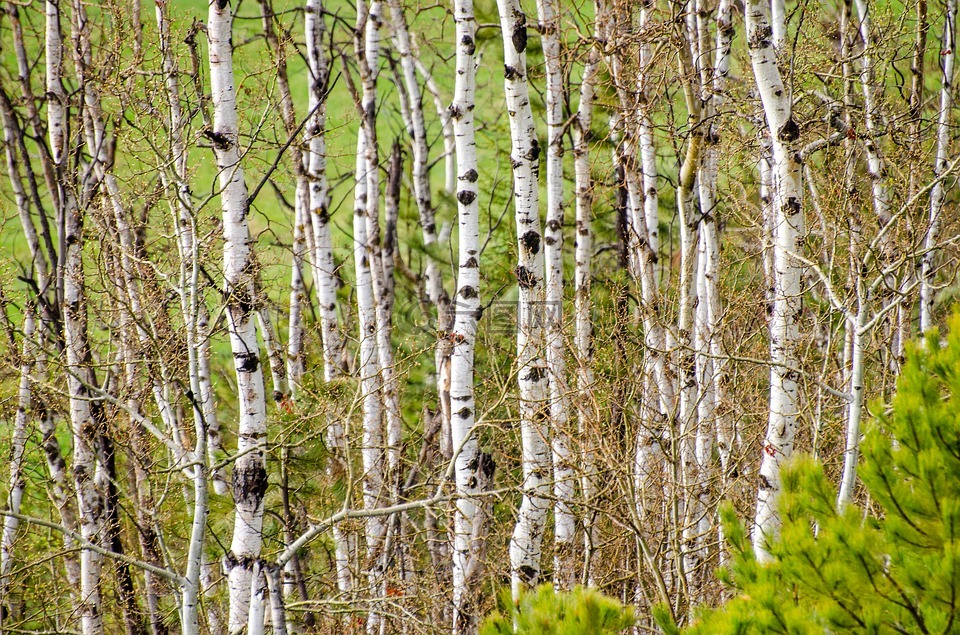 白杨,树林,背景