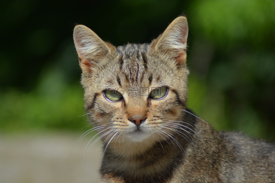 猫绿色的眼睛猫科动物