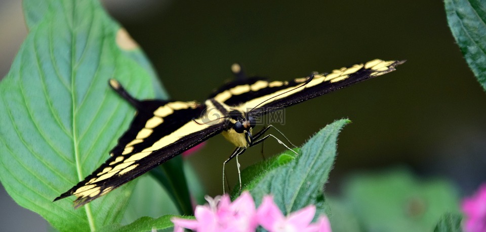 配合,凤蝶 machaon,蝴蝶