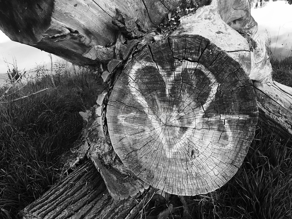 树,爱,心