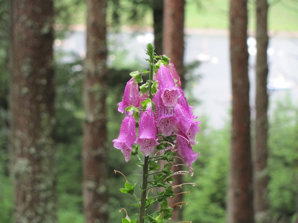 花,基尔德,紫色