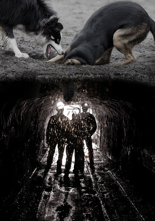 狗,挖,煤矿