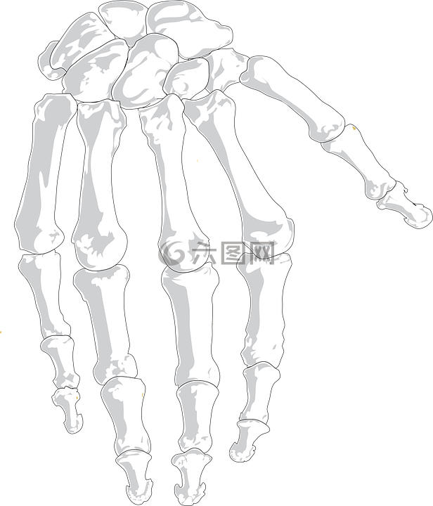 手,人类,骨骼