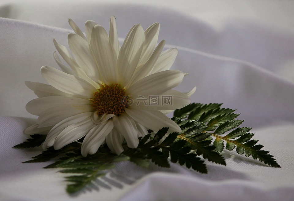 白色雏菊,蕨类植物,花的