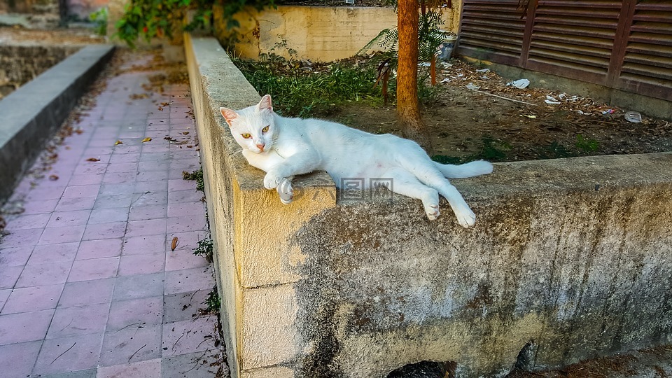 猫,迷路,野性