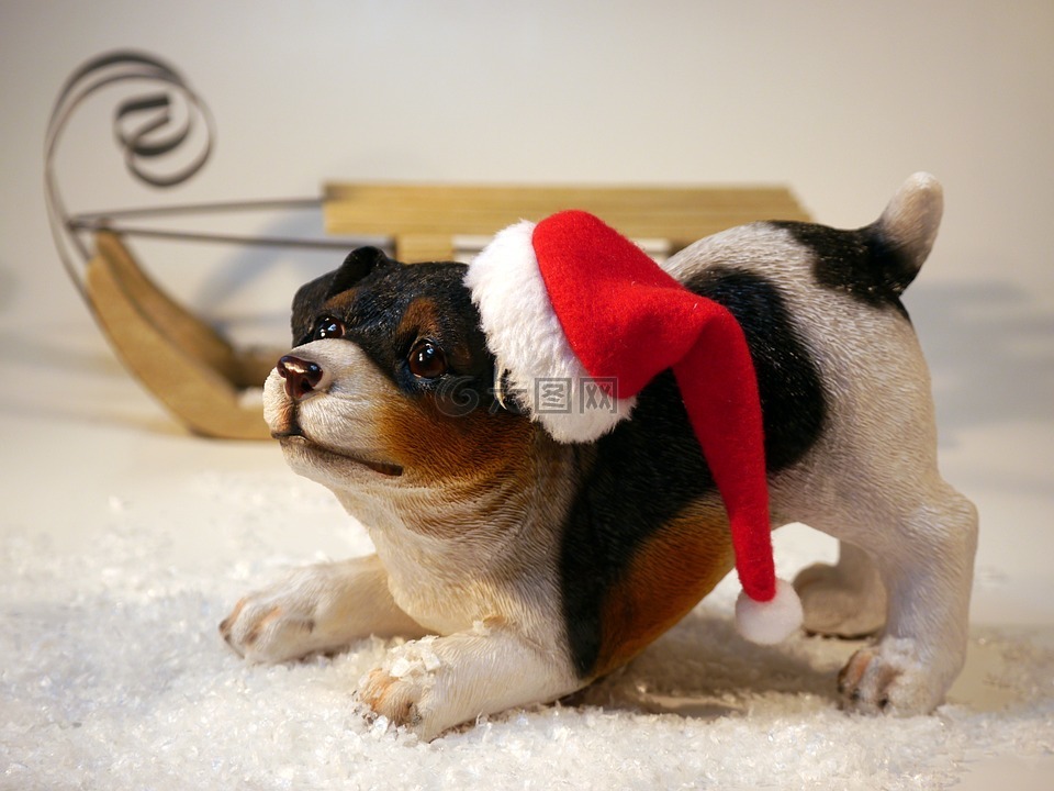 圣诞节,狗,圣诞老人的帽子