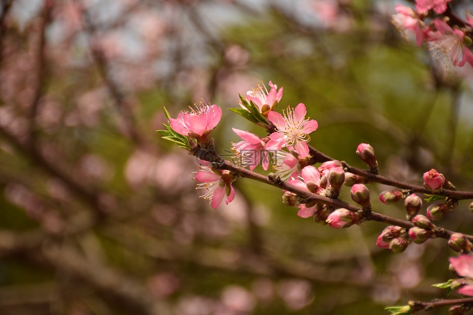 桃花,粉色,春天