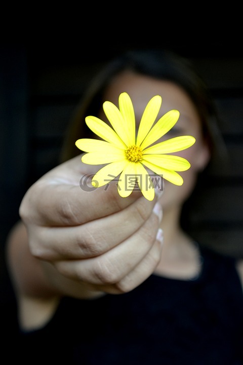 花,黄色,雏菊