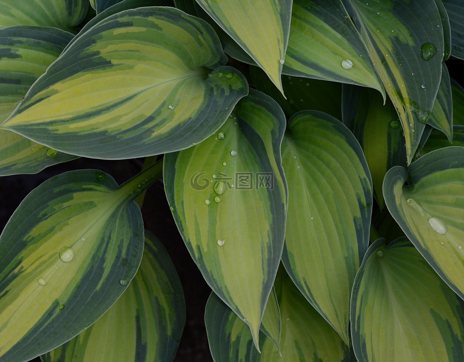 车前草百合,玉簪,tardinia'六月