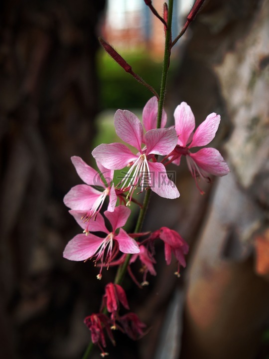 日本枫树,盛开,开花