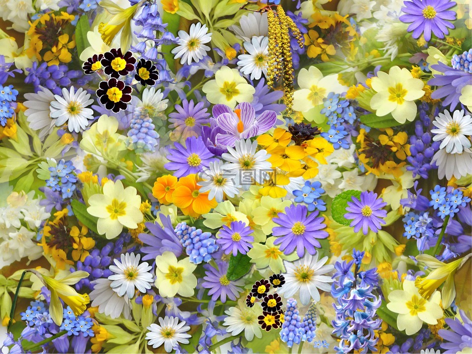 春天的花朵,鲜花,拼贴画