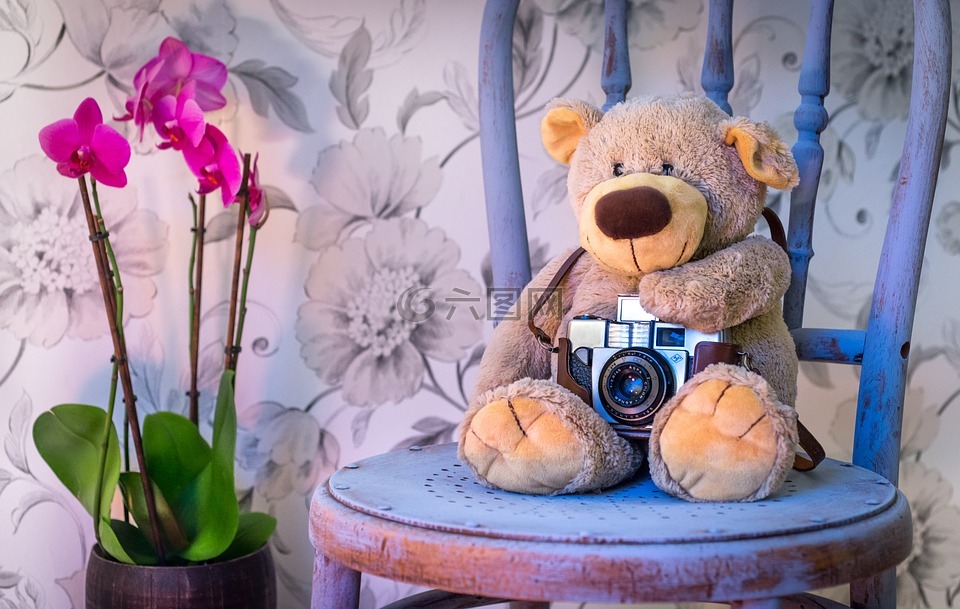 玩具熊,相机,兰花