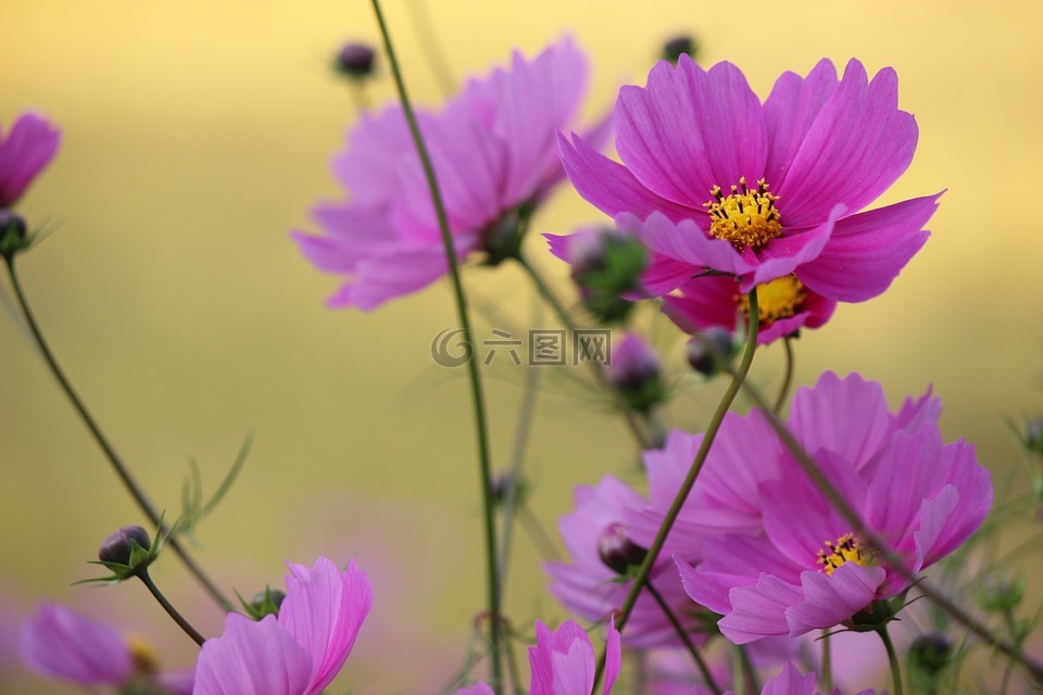 鲜花,川俣,福岛