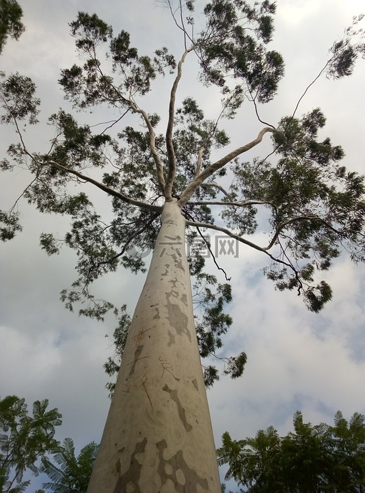 植物,树,仰拍