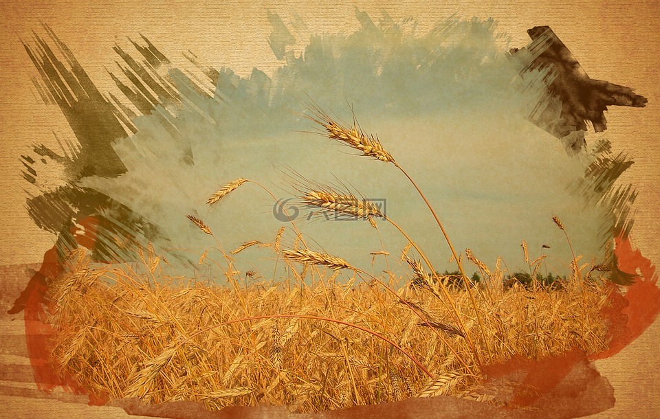粮食领域,小麦,图片
