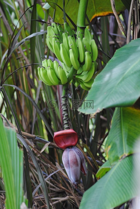 香蕉,树,植物