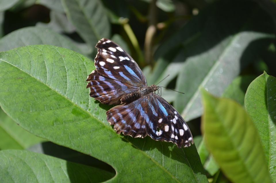 鼠蛱蝶属ethusa,蝴蝶,墨西哥蓝翼