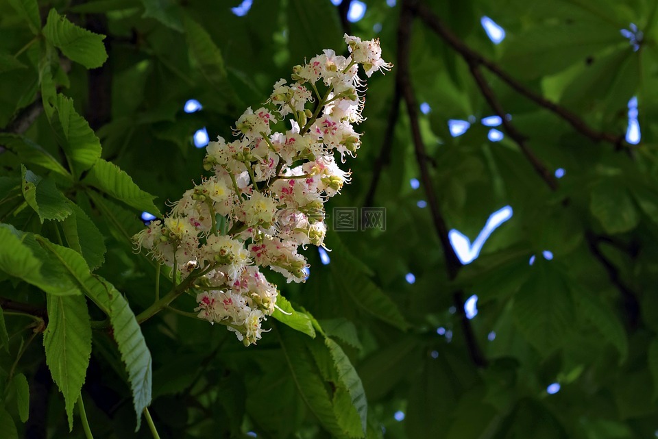 板栗,绽放,花