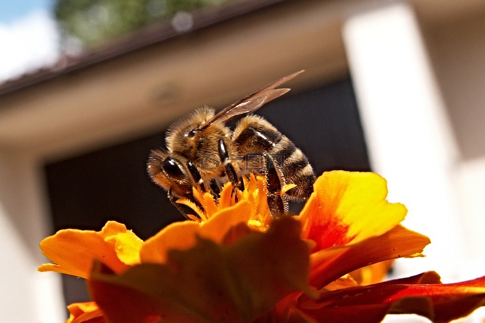 蜜蜂,昆虫,南非荷兰语
