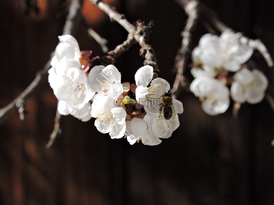 杏花,蜜蜂,开花