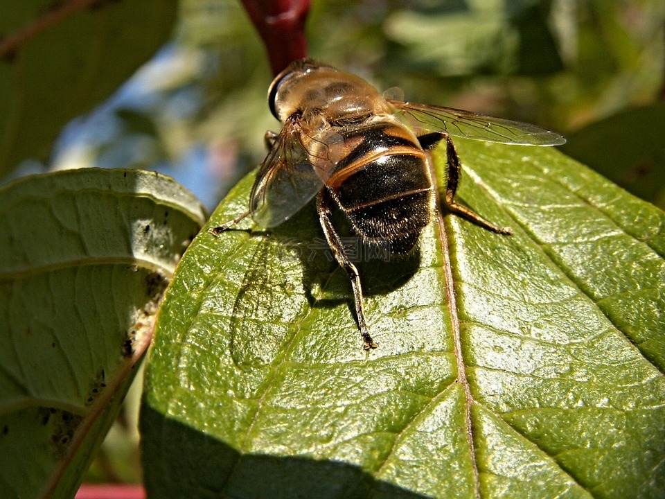 飞,昆虫,pestřenka叶绿