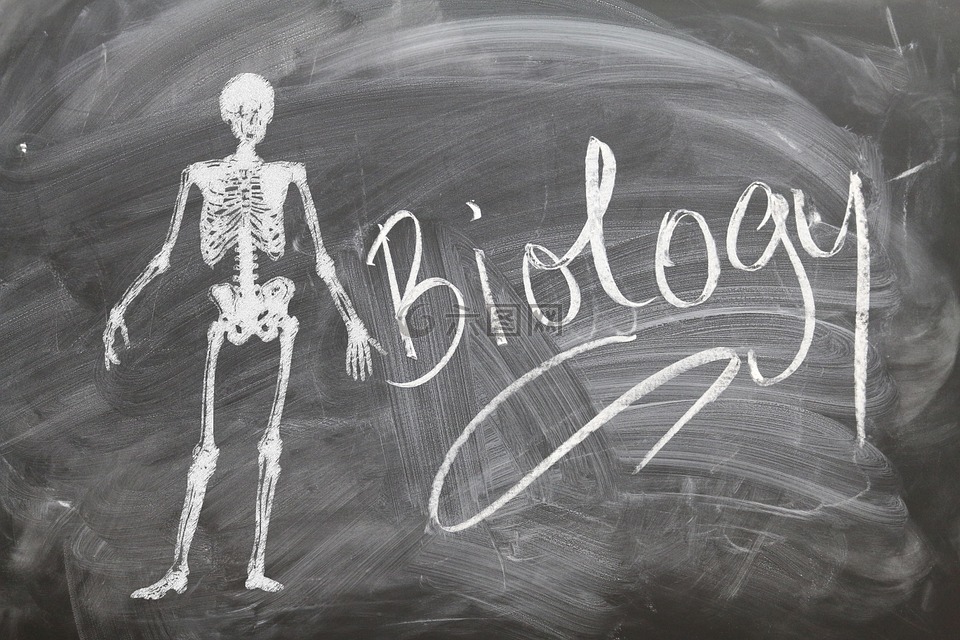生物学,学校,骨架