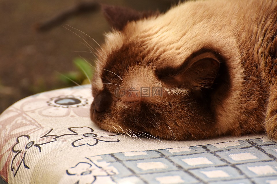 英国短毛猫,睡眠,可爱
