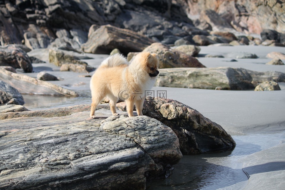 波美拉尼亚,斯皮茨缩影,狗在沙滩上