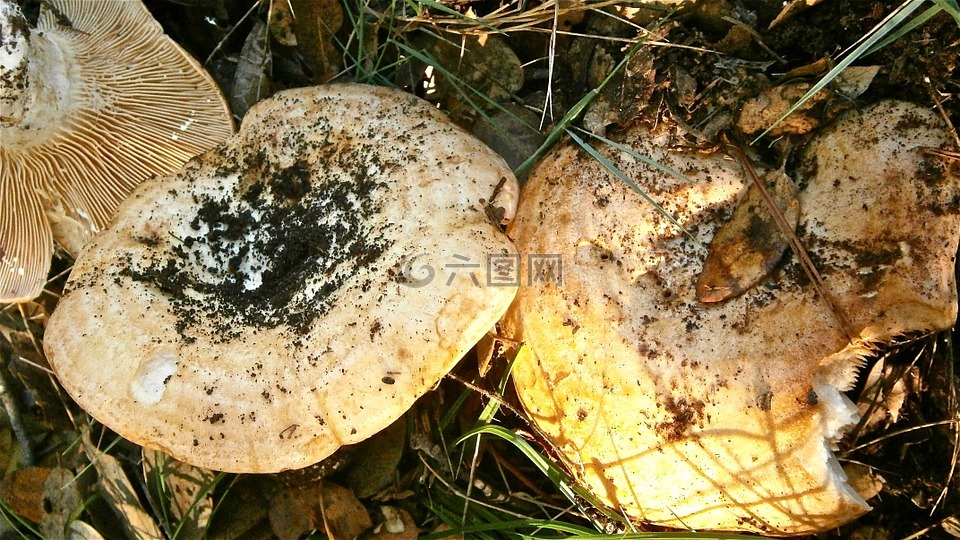 蘑菇,乳菇,真菌