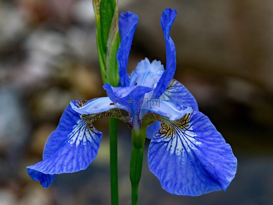 兰花,鲜花,蓝色