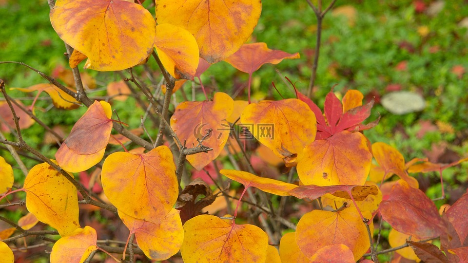 秋季,秋天的树叶,黄色