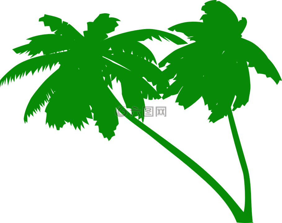 棕榈树,椰子树,热带