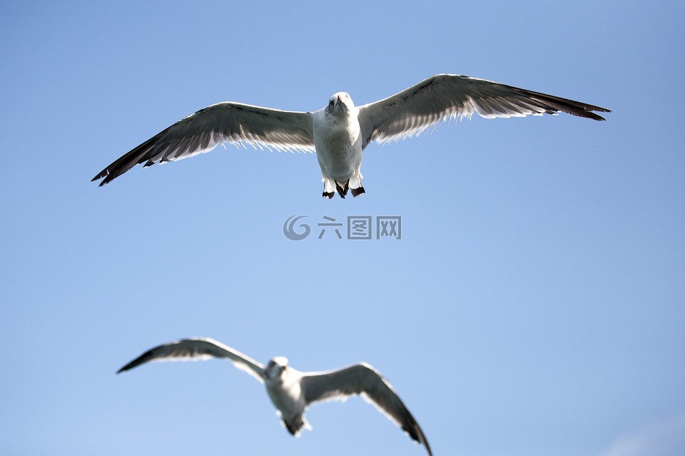 海鸥,海鸟,新增功能