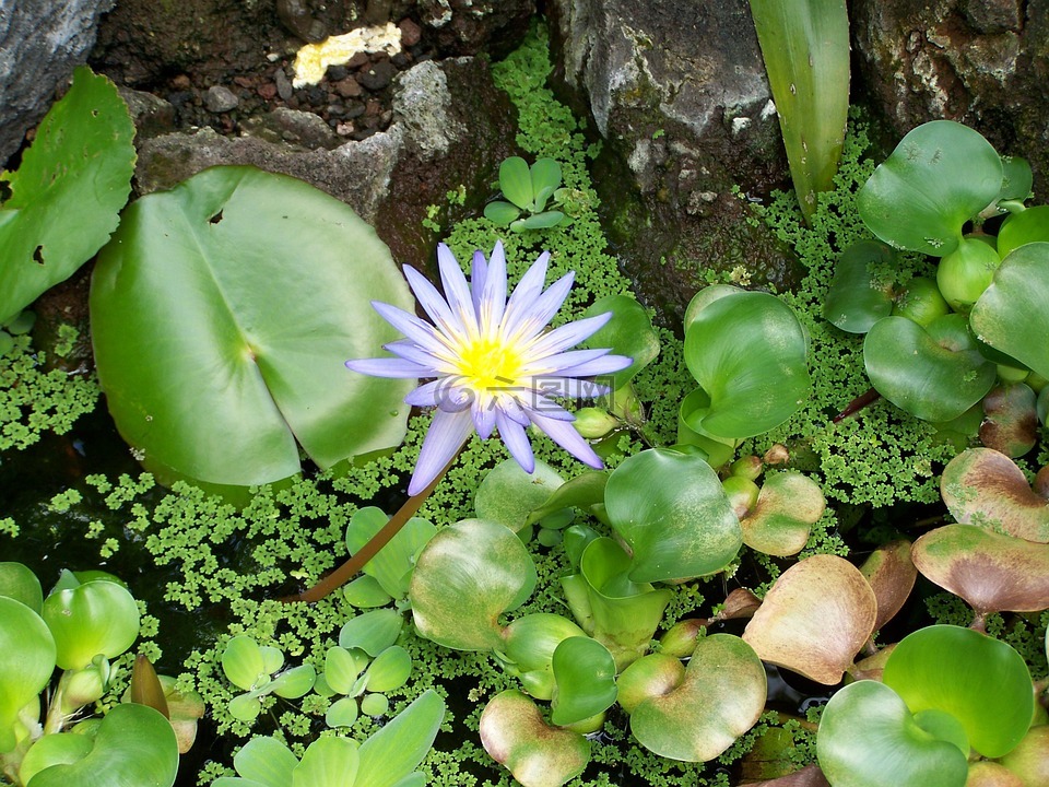 花卉,水,水生植物