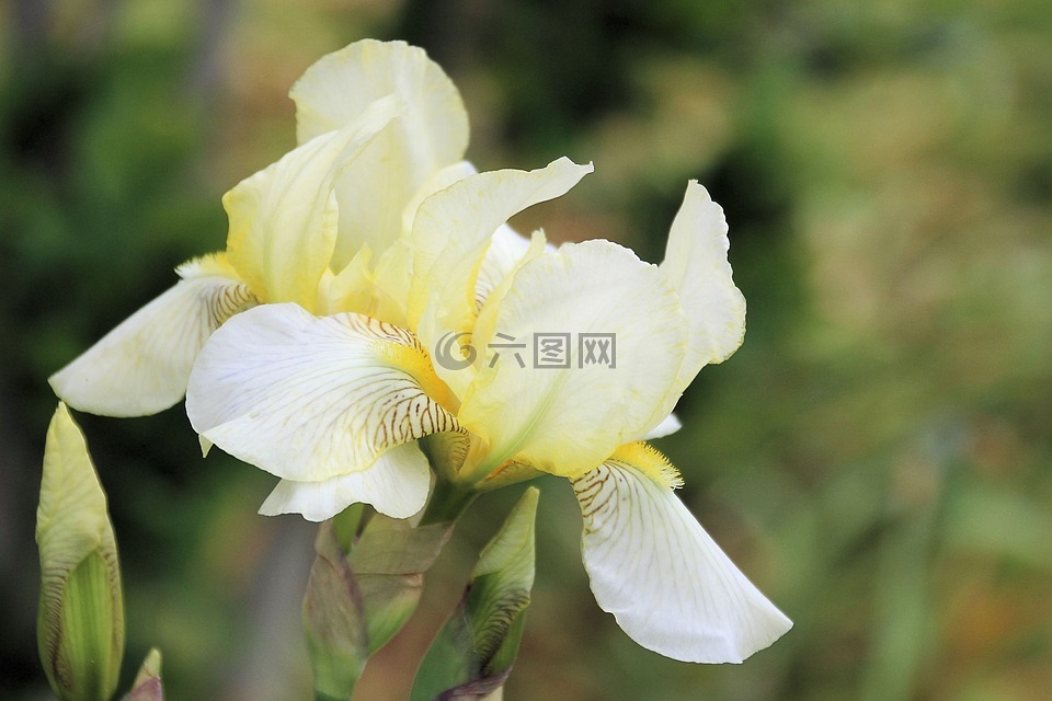 百合,开花,白黄