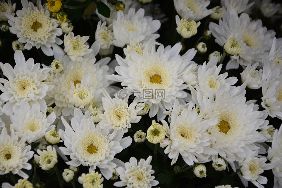 白色的花,白色菊花,花性质