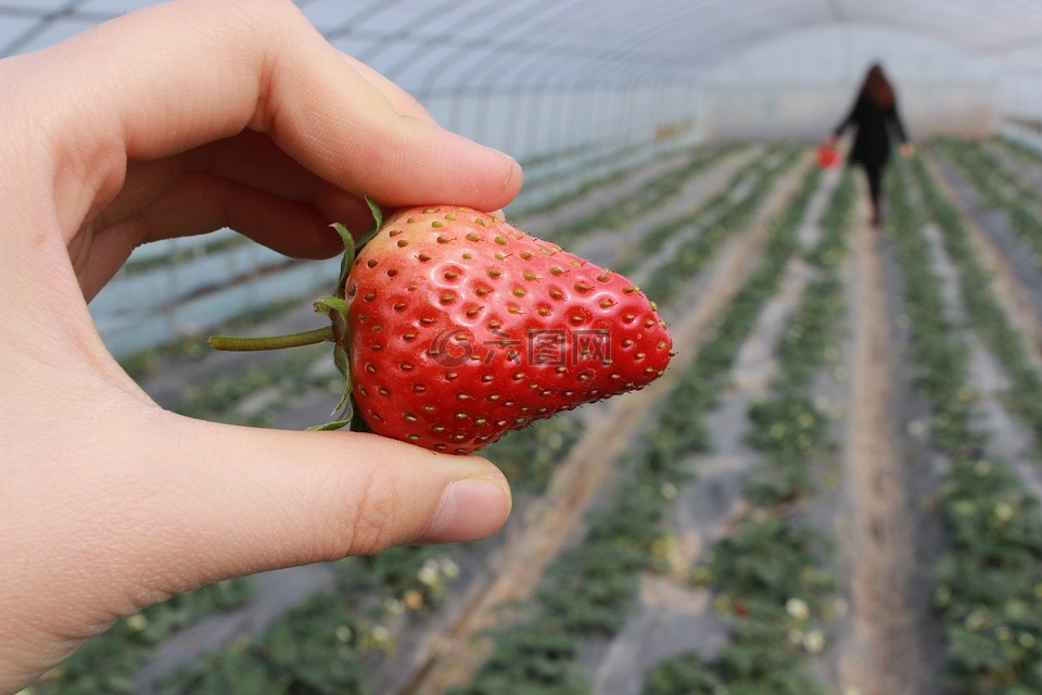 草莓,手,草莓大棚